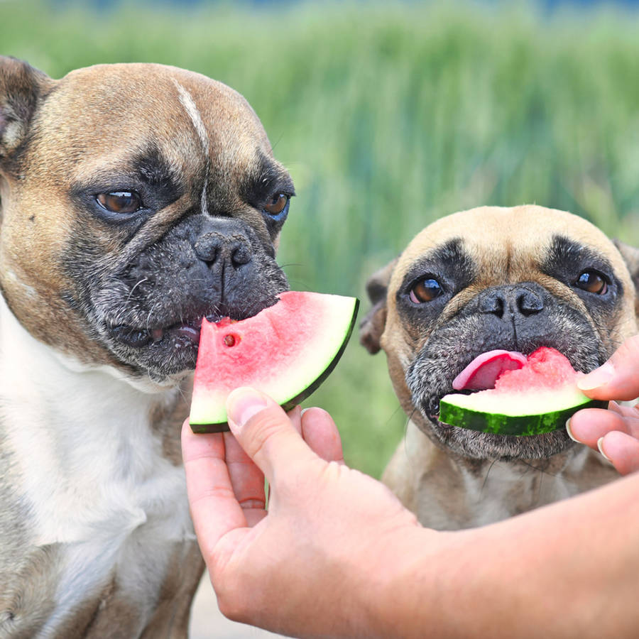 Bulldogs franceses comiendo sandía