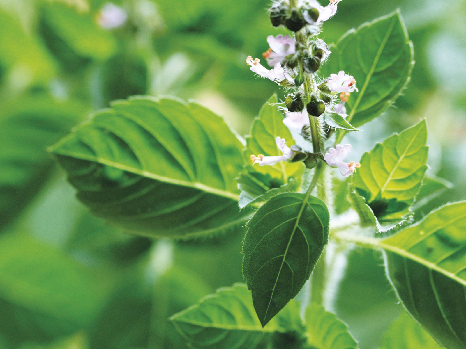 adaptogeno albahaca sagrada