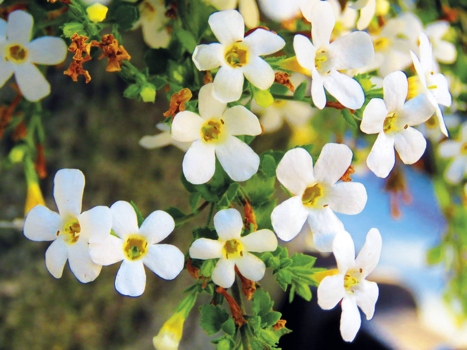 adaptogeno bacopa