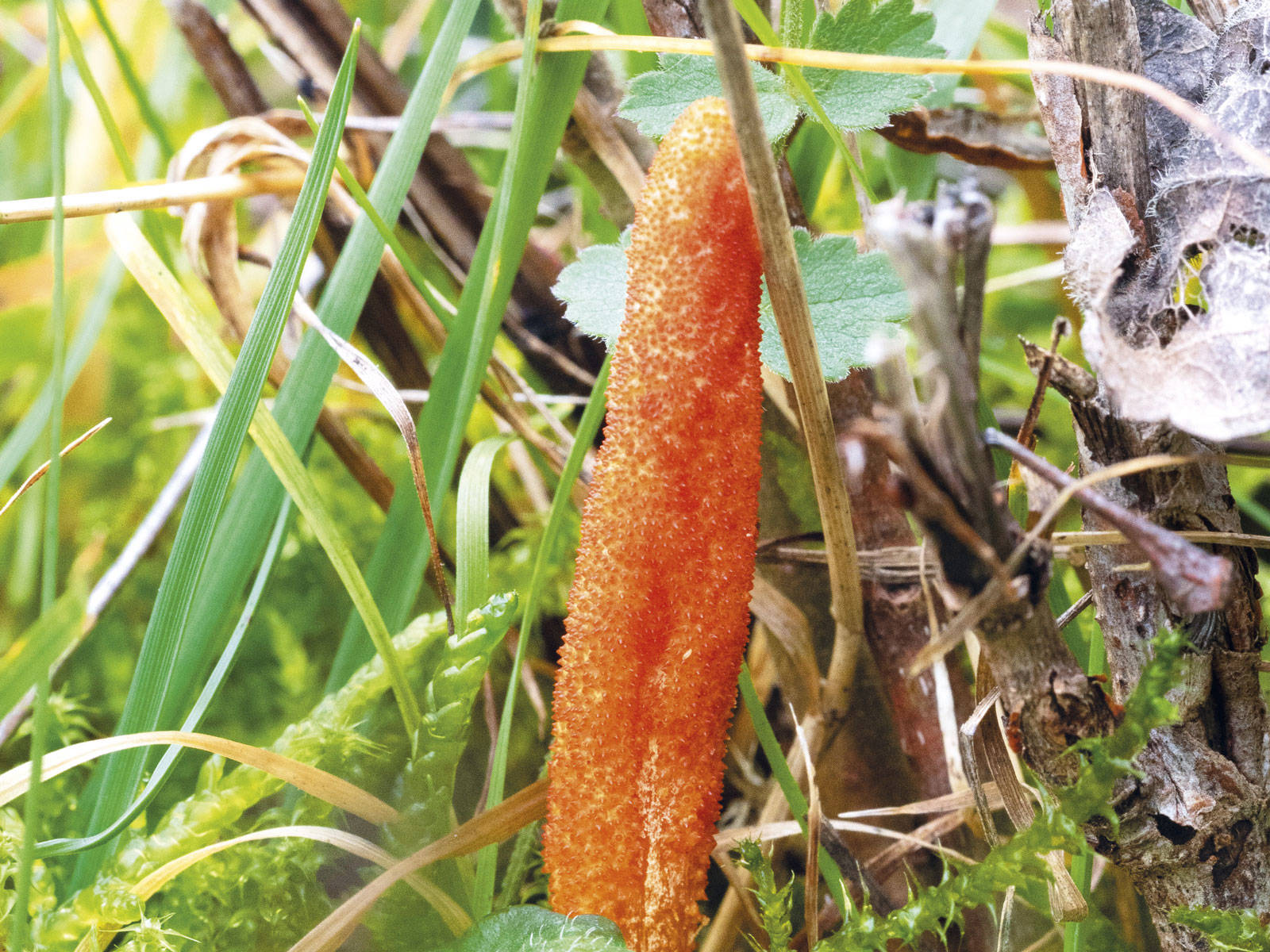 Adaptogeno cordyceps