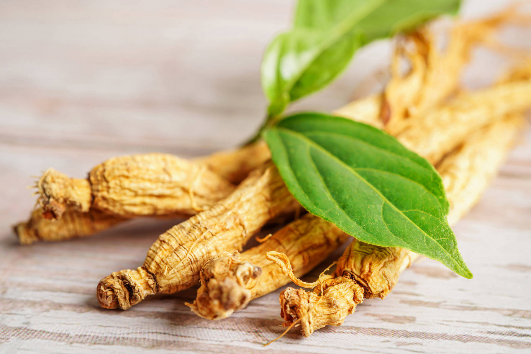 adaptogeno ginseng (Panax ginseng)