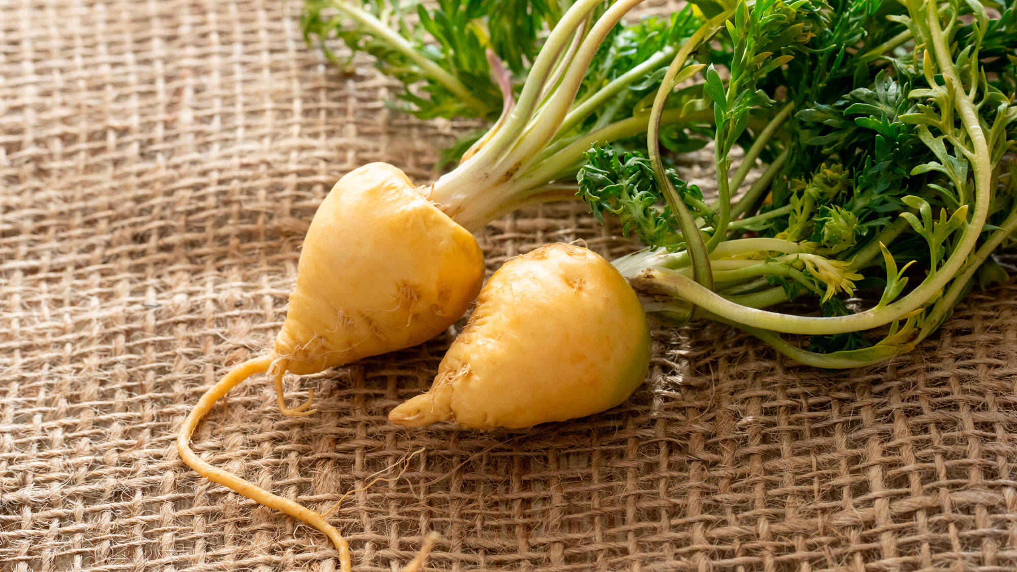 adaptogeno maca
