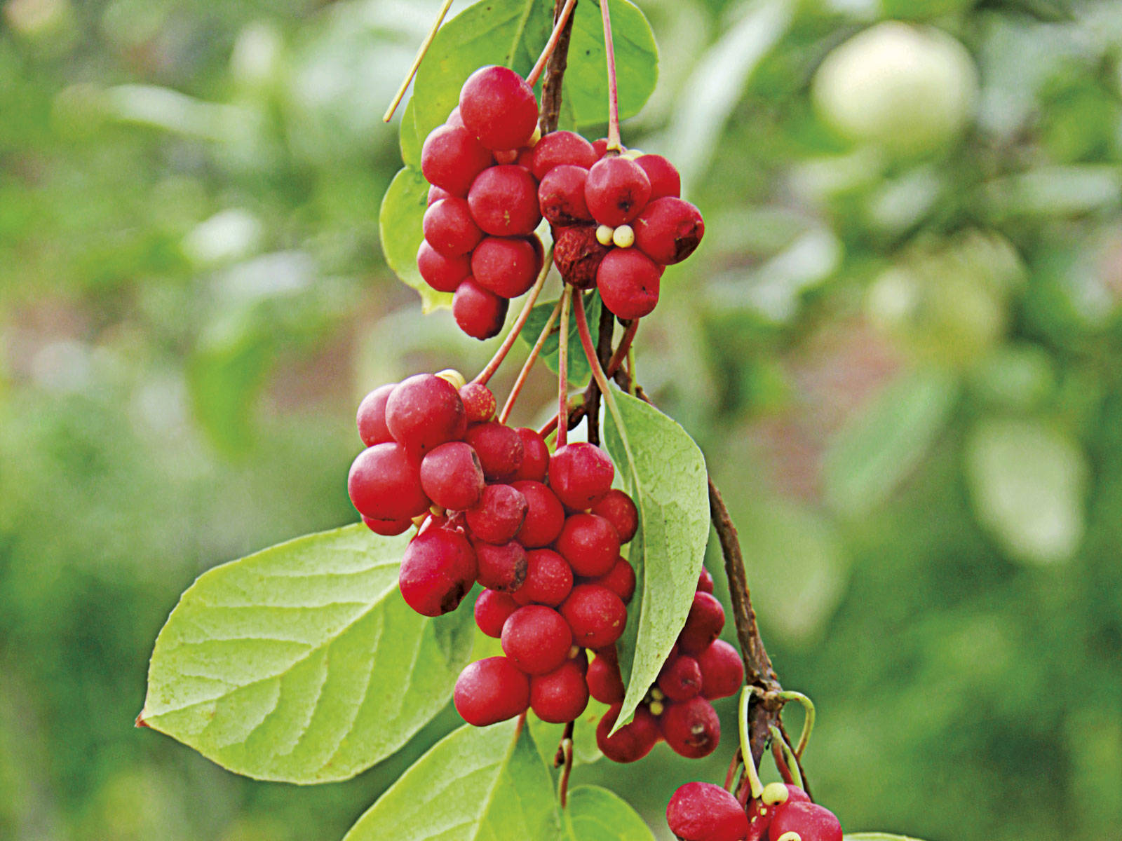 adaptogeno natural Schisandra