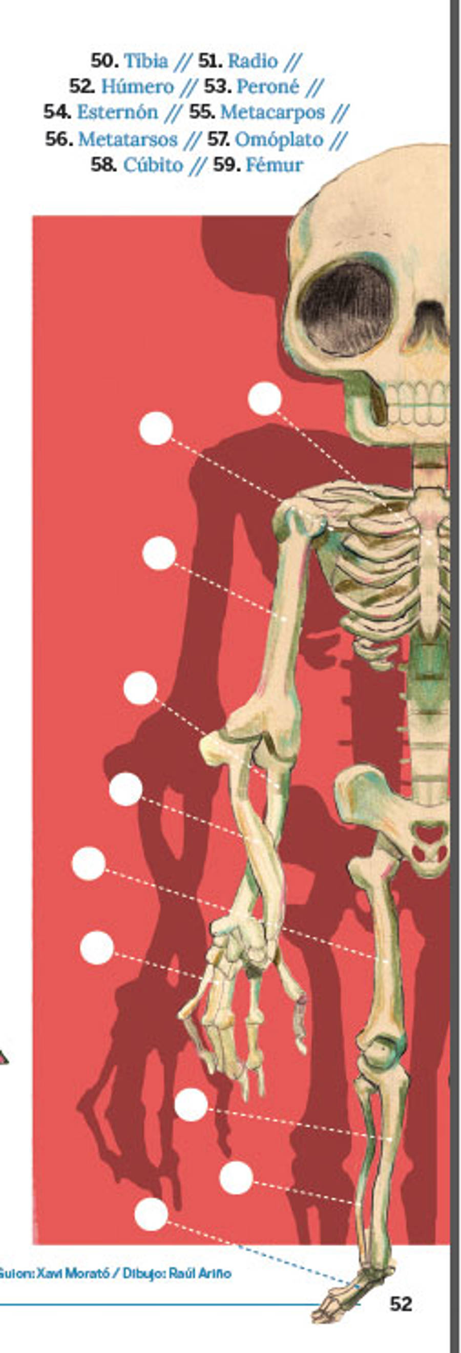 Pasatiempo de huesos del cuerpo humano