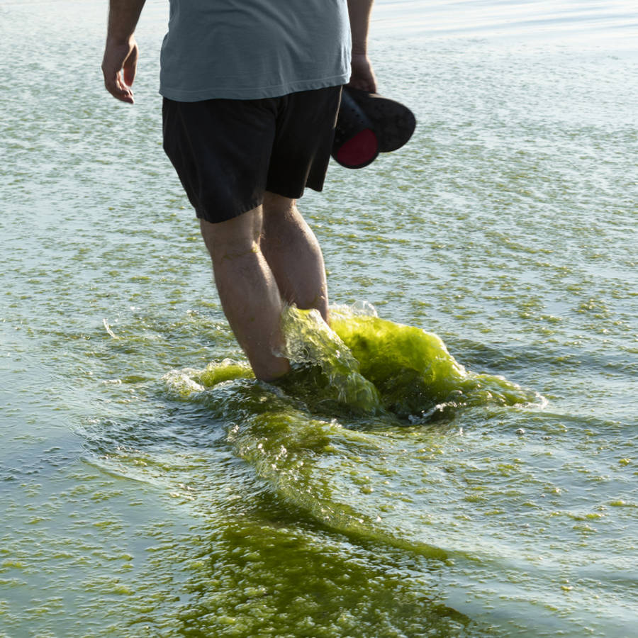 Algas verdeazuladas en el mar: ¿Son peligrosas?, ¿te puedes bañar?