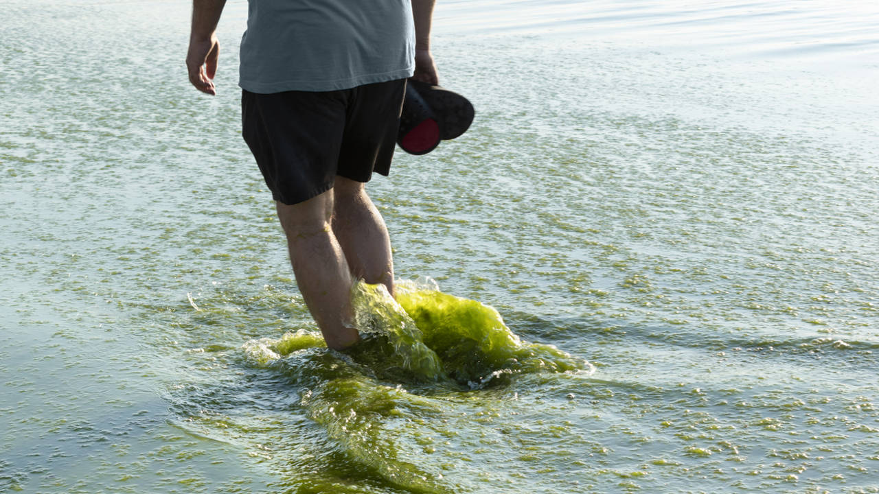 Hombre paseando entre alga verdeazuladas