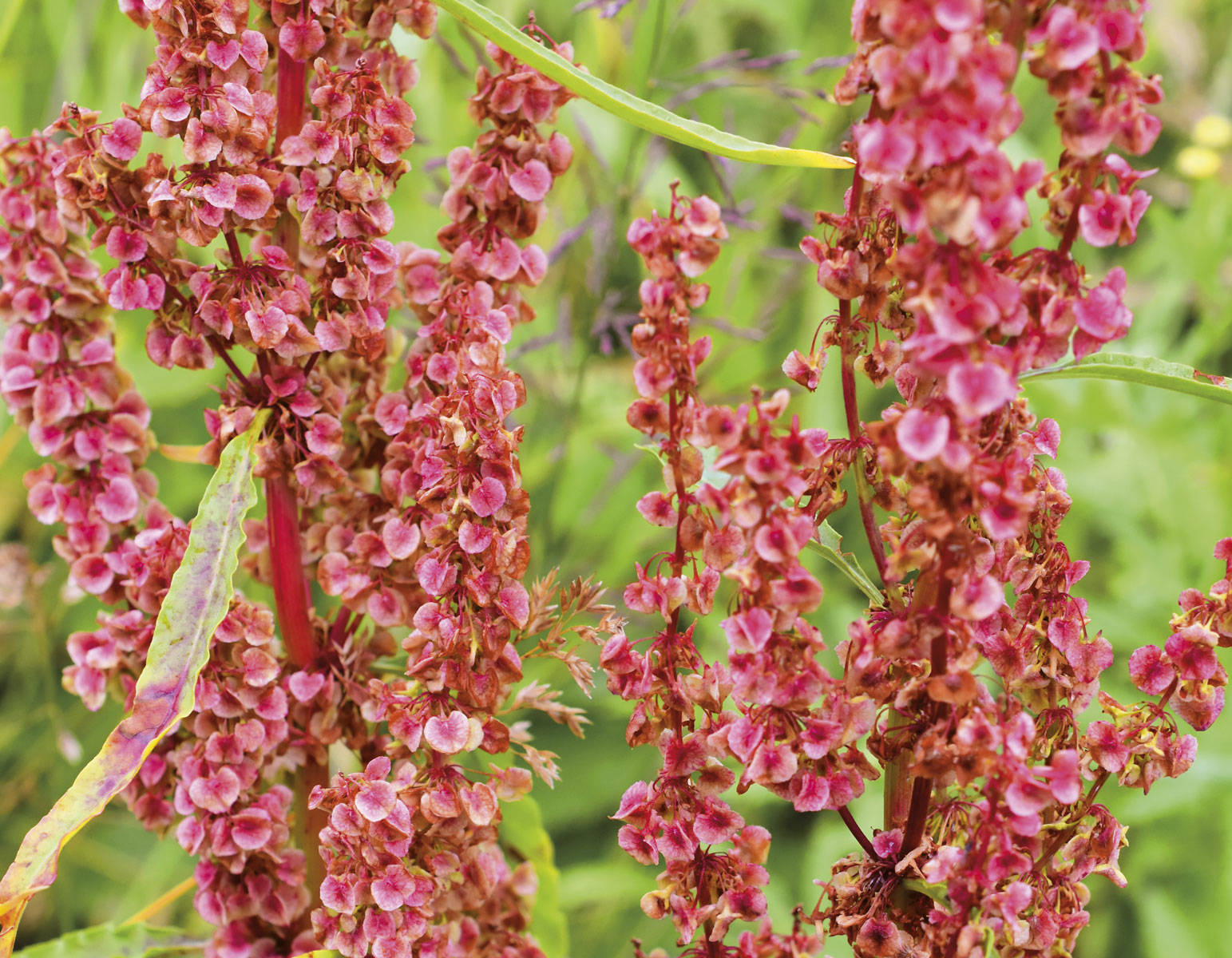 Plantas para la anemia: acedera
