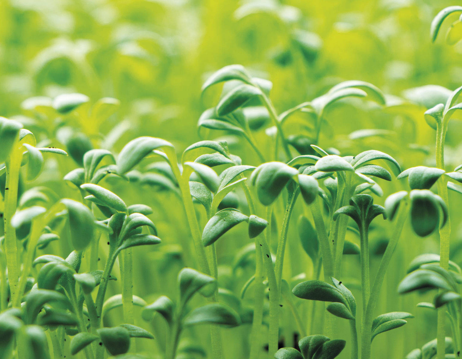 Plantas anemia Berro (Nasturtium officinale)