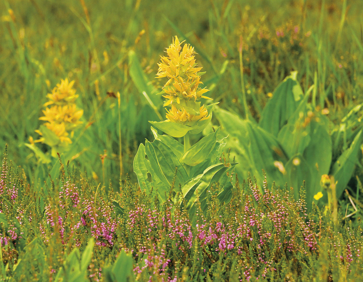 Plantas anemia: genciana 