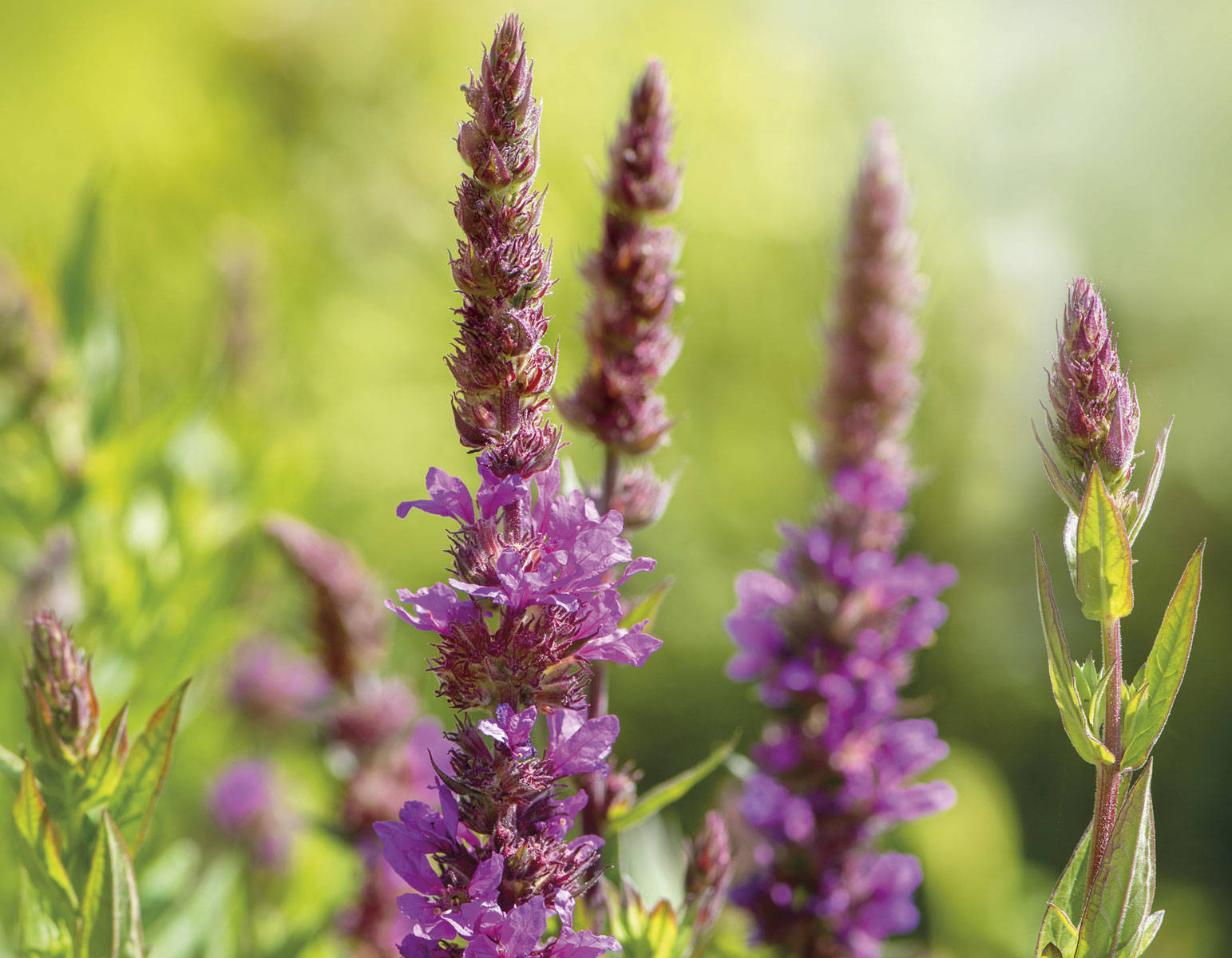 Plantas para la anemia: salicaria