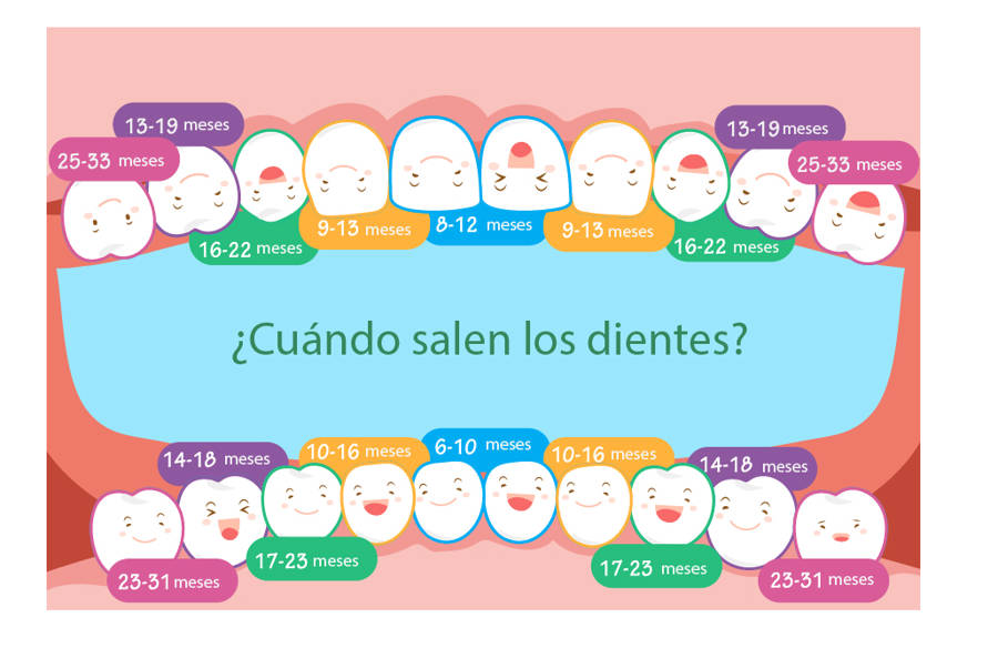 cuando salen dientes ok