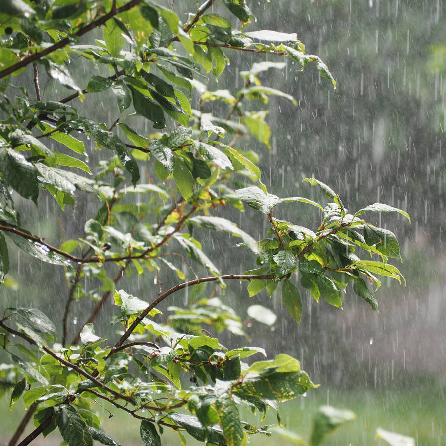 Cómo proteger el jardín de las lluvias fuertes