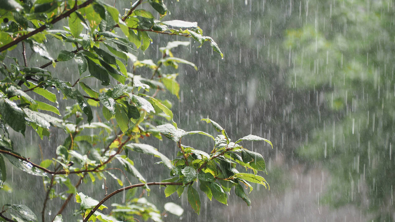Arbusto azotado por la lluvia