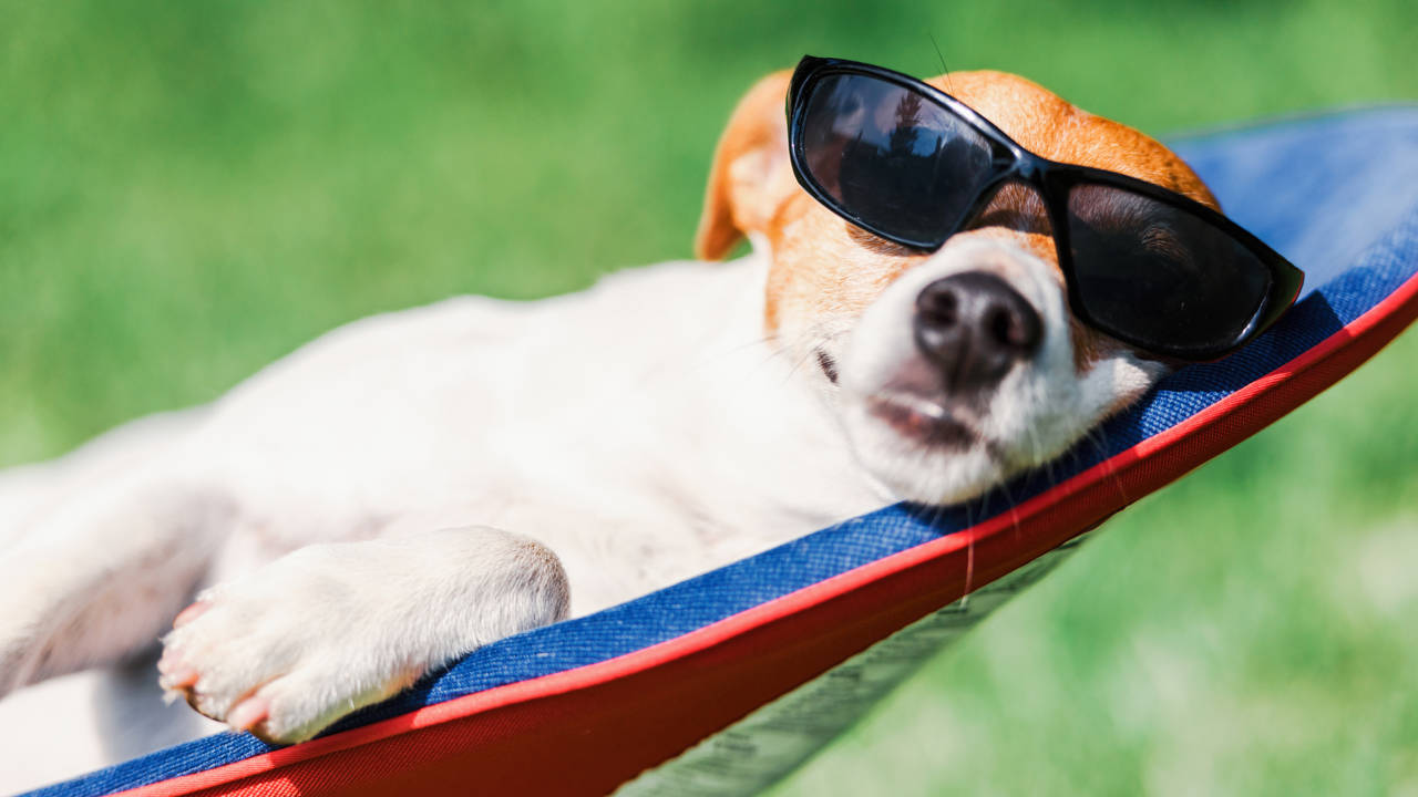 como refrescar a un perro