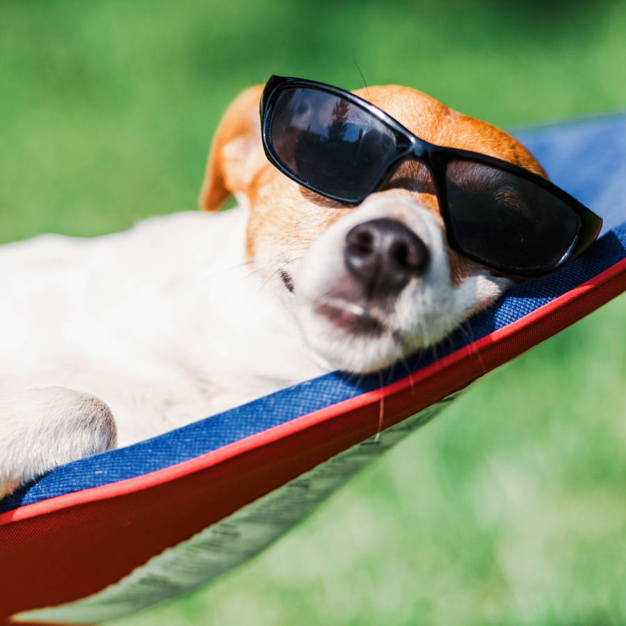 Cómo refrescar a un perro cuando hace mucho calor