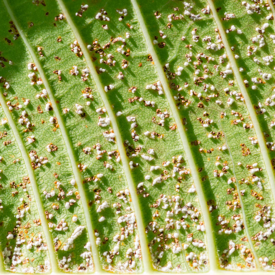 Cochinilla en las orquídeas, el aloe y otras plantas: 5 remedios caseros para librarte de estos bichos