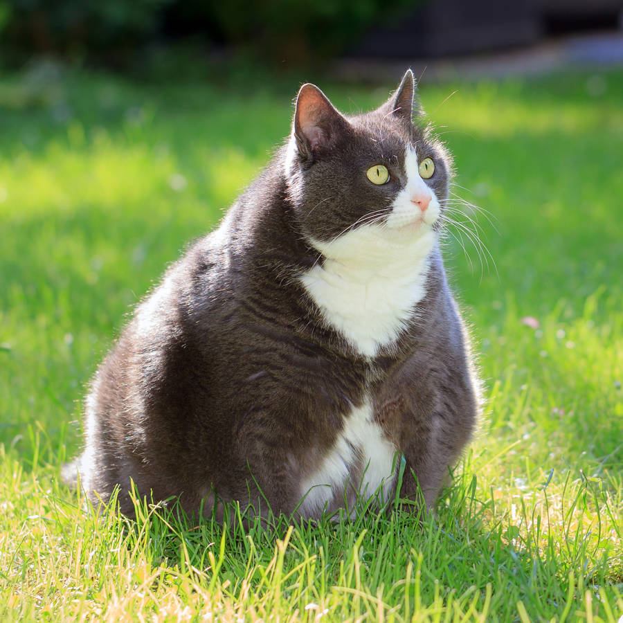 gatos gordos