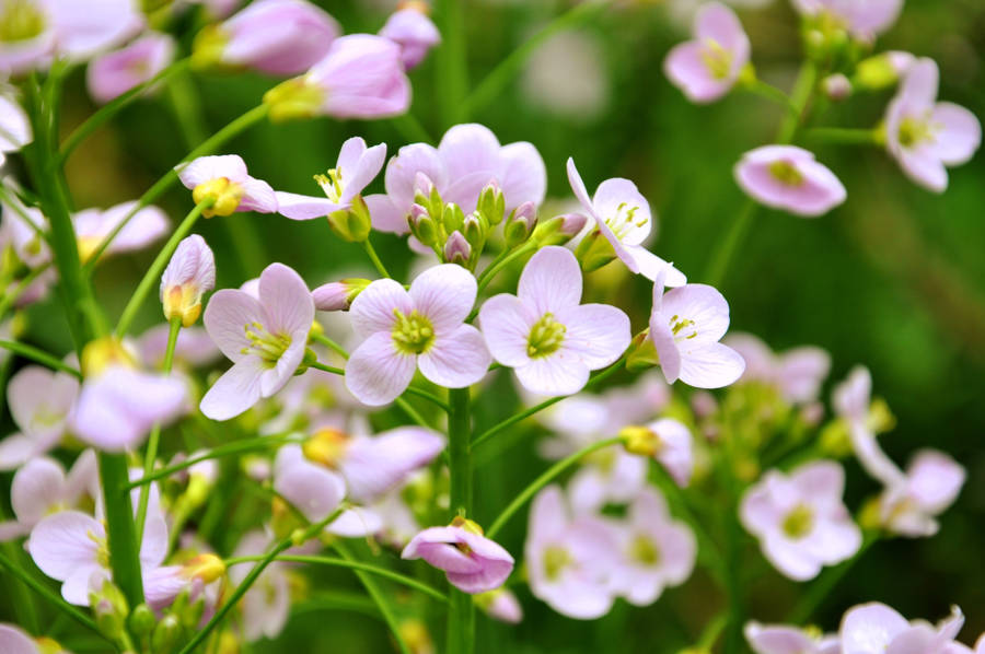 Berro de prado (Cardamine pratensis)