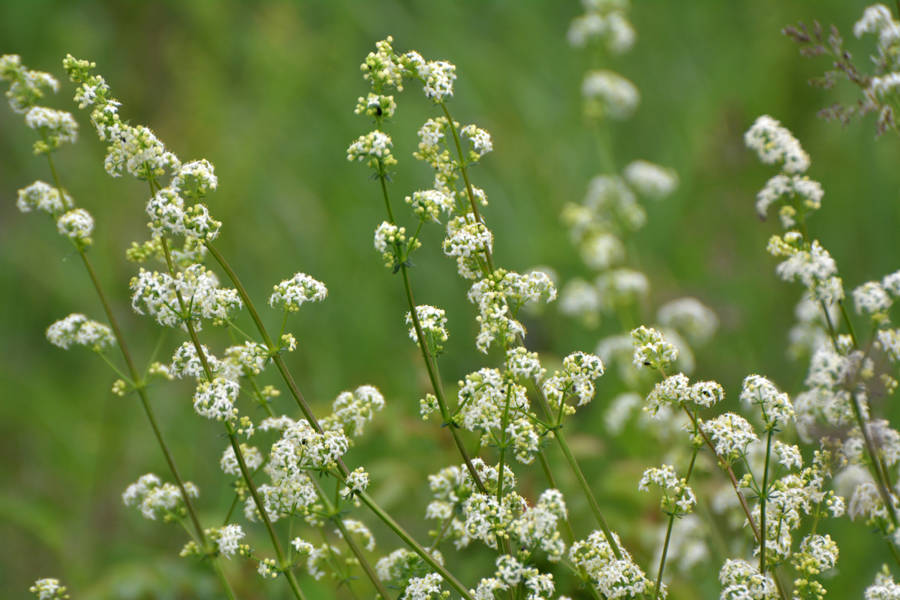 Galium album