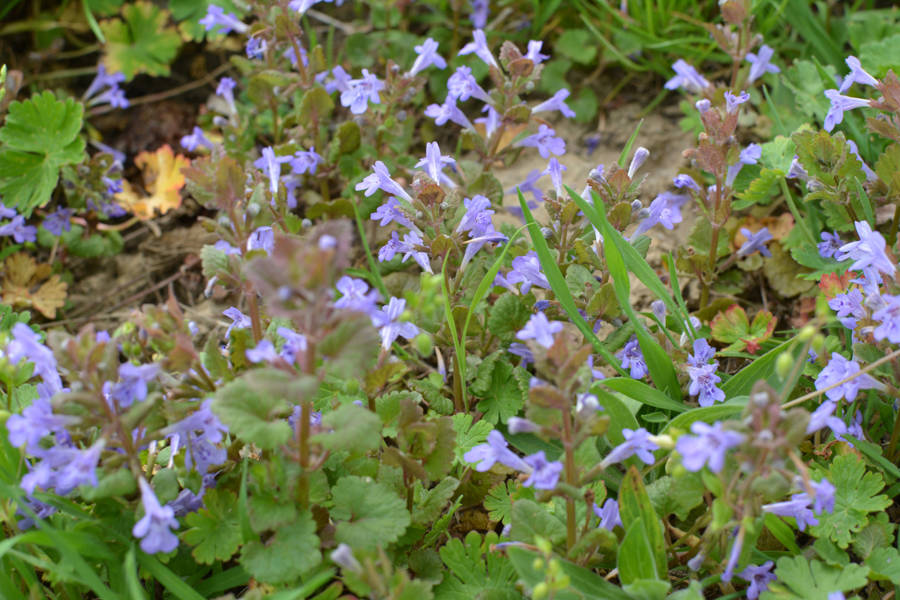 Hiedra (Glechoma hederacea)