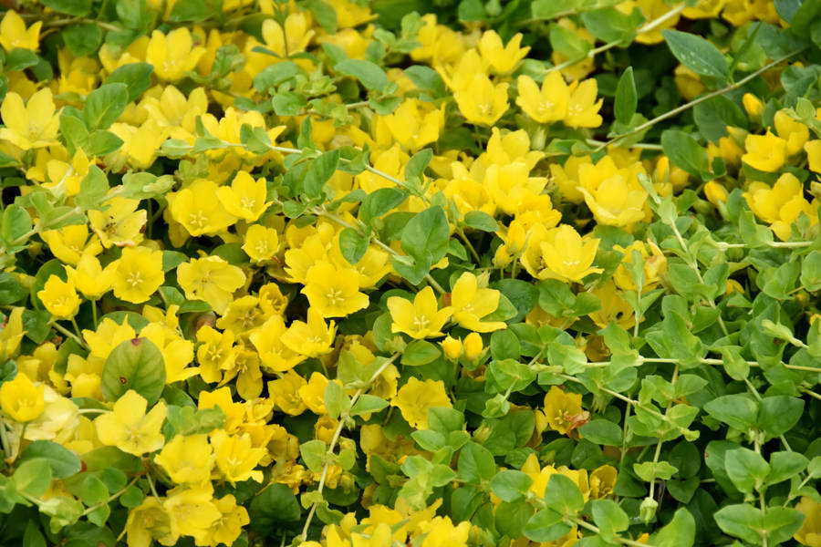 Lysimachia nummularia