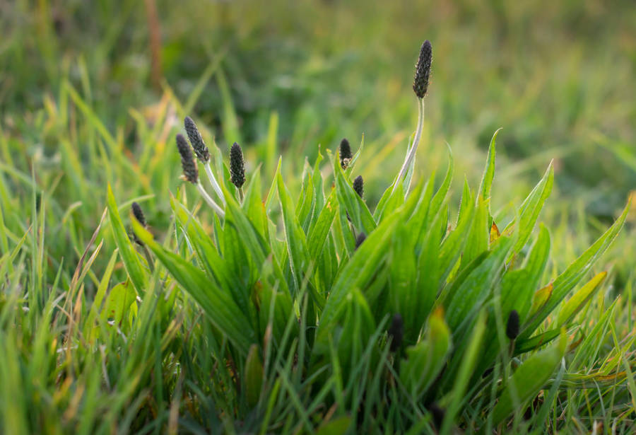 Plantago lanceolata