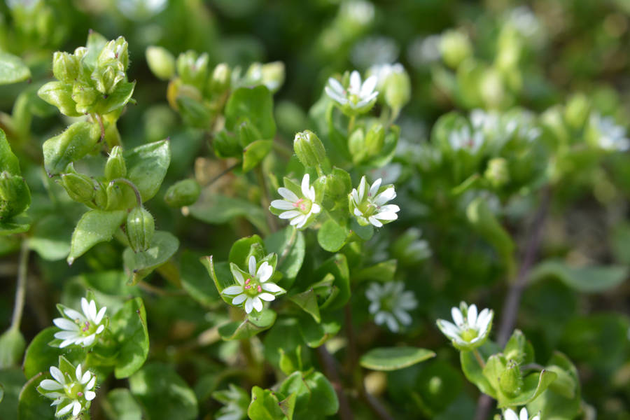 Stellaria media