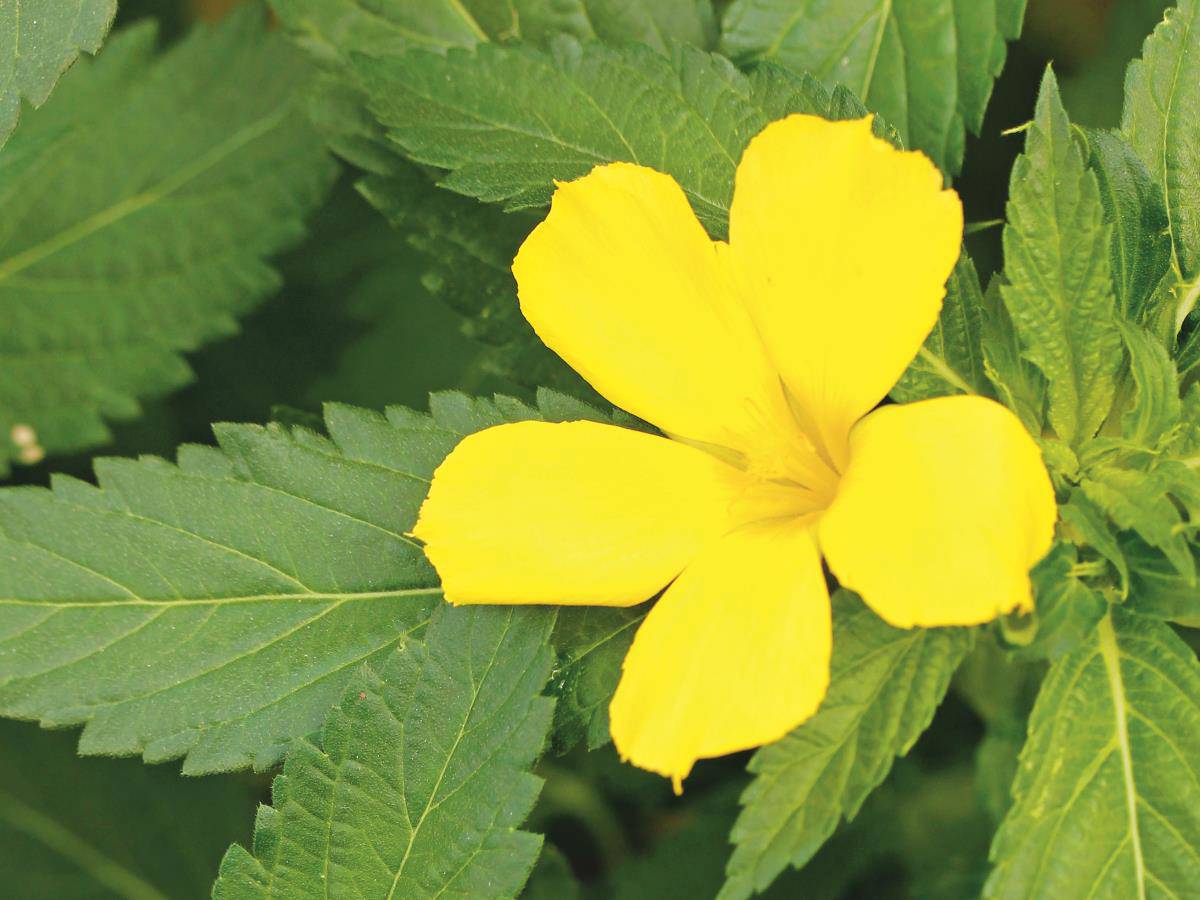 2. damiana