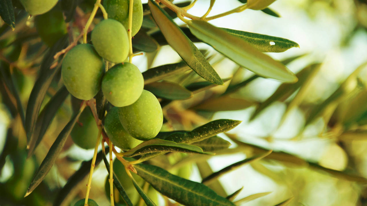 Hojas de olivo: propiedades