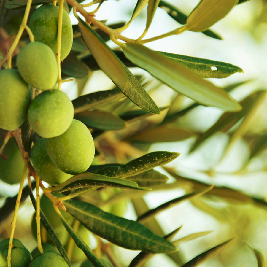 Hojas de olivo: las propiedades de un popular remedio natural para la hipertensión