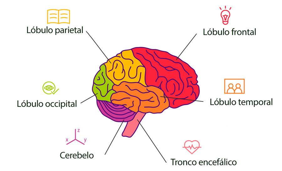 partes del cerebro