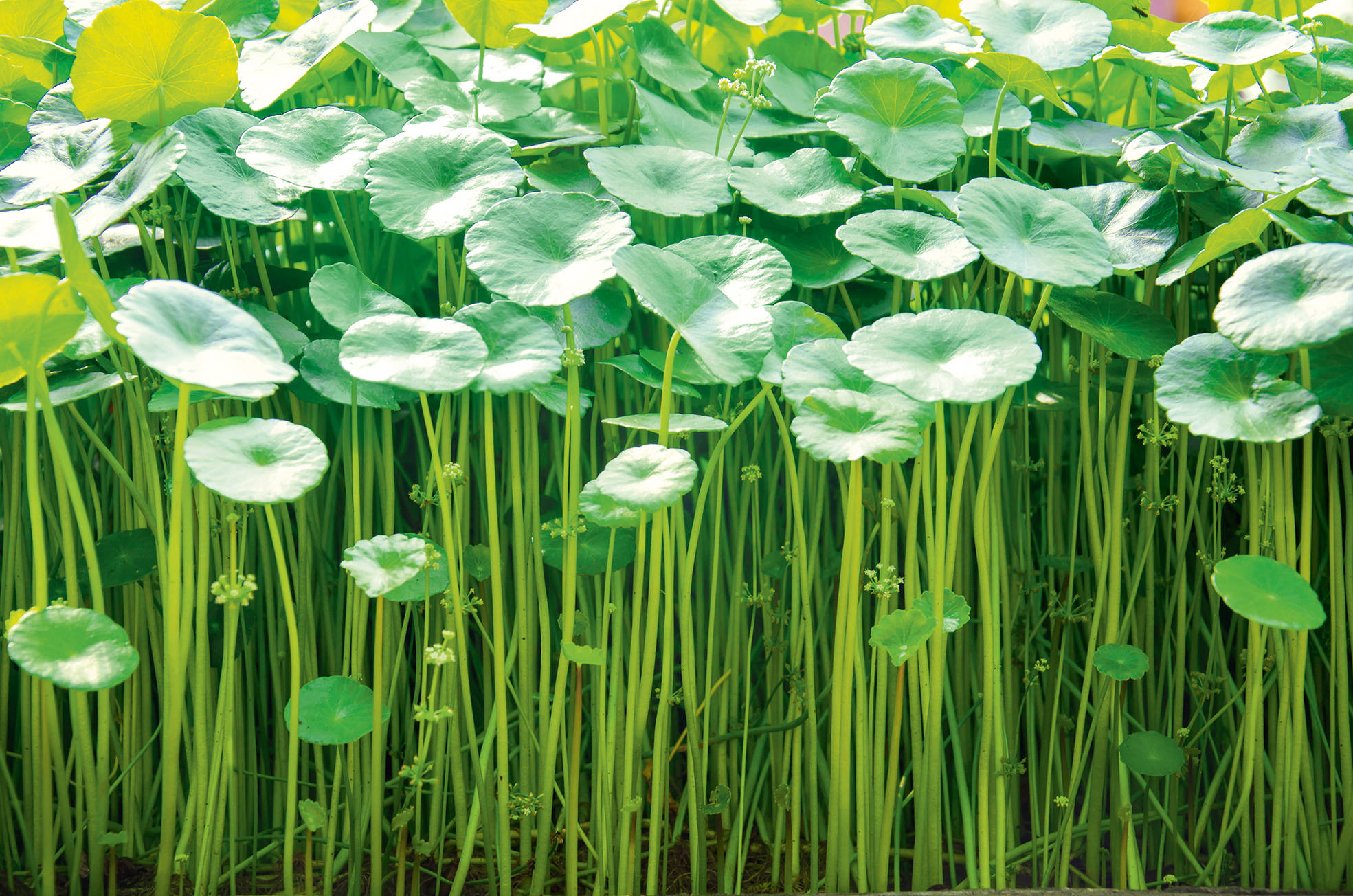 Centella
