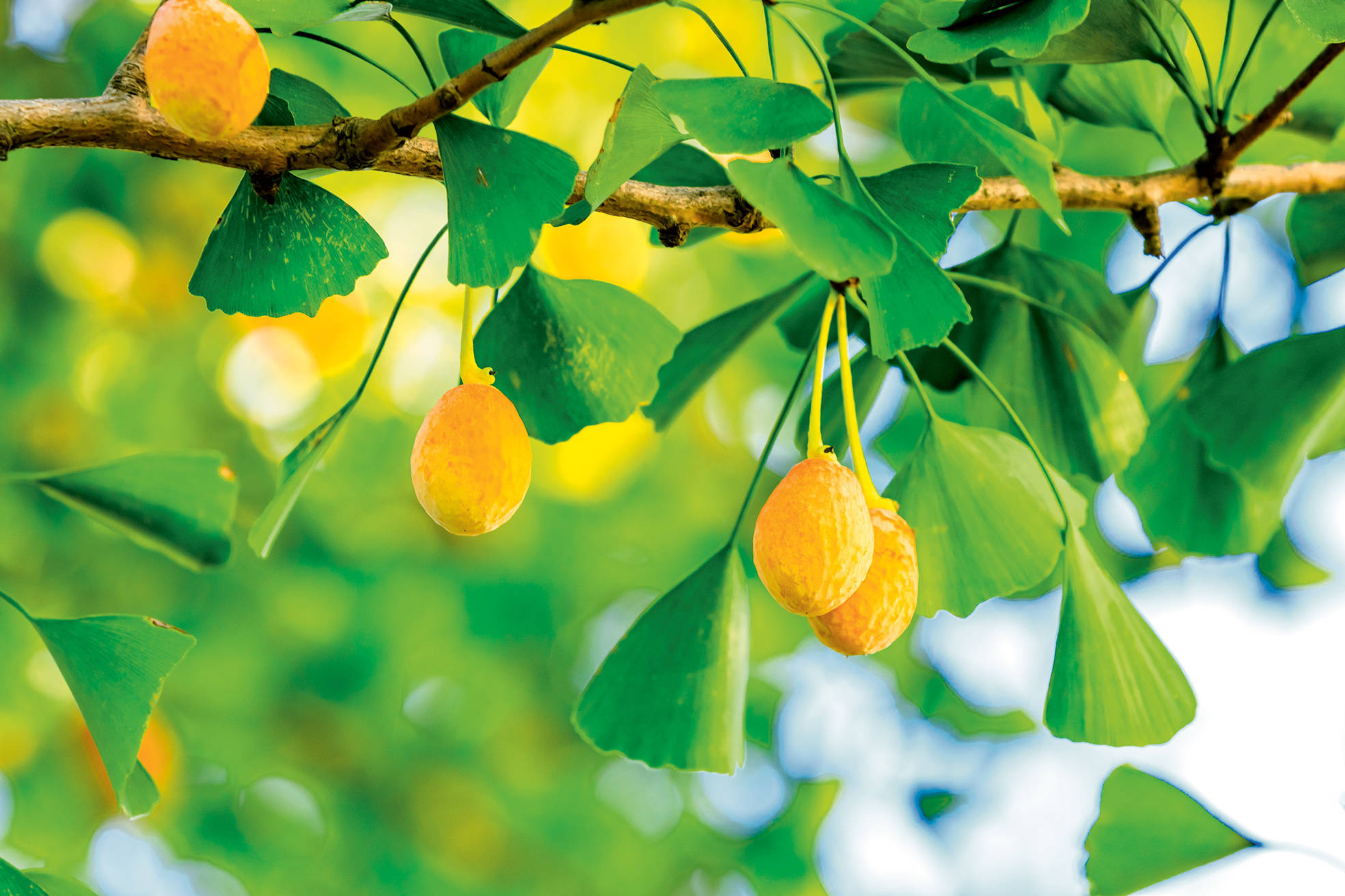 Gingko