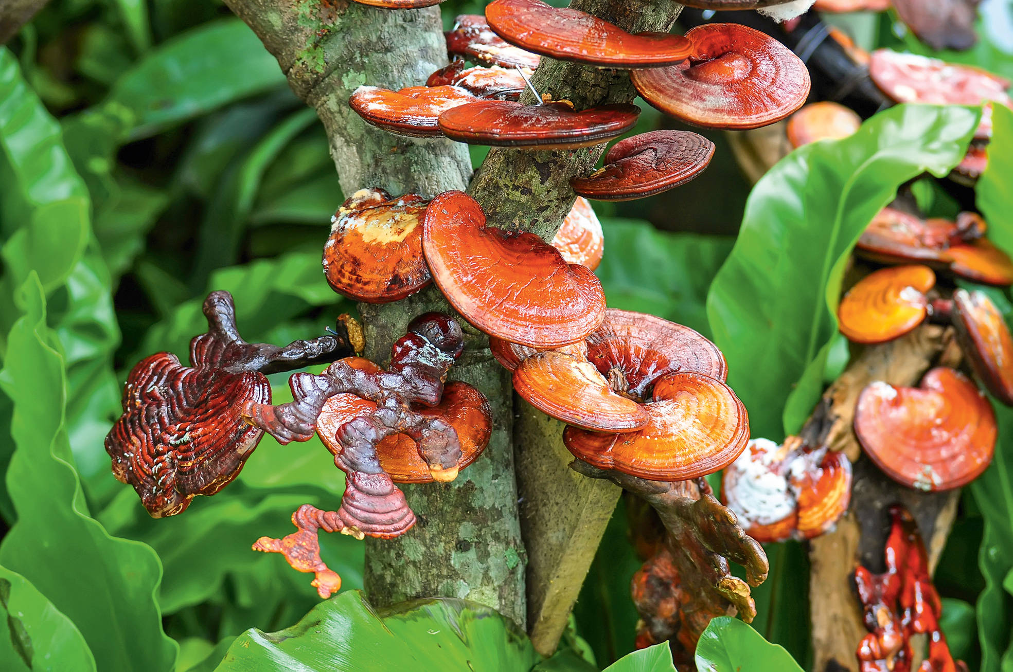 Reishi
