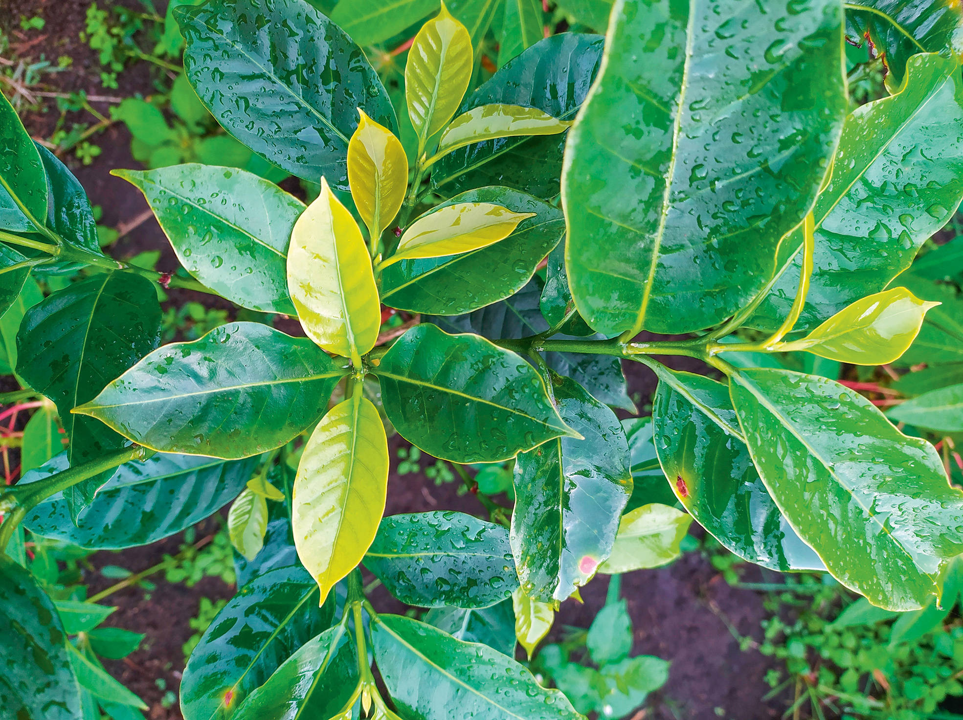 Té verde