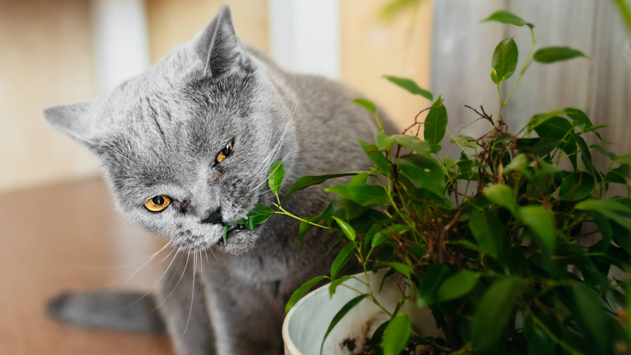 animales plantas