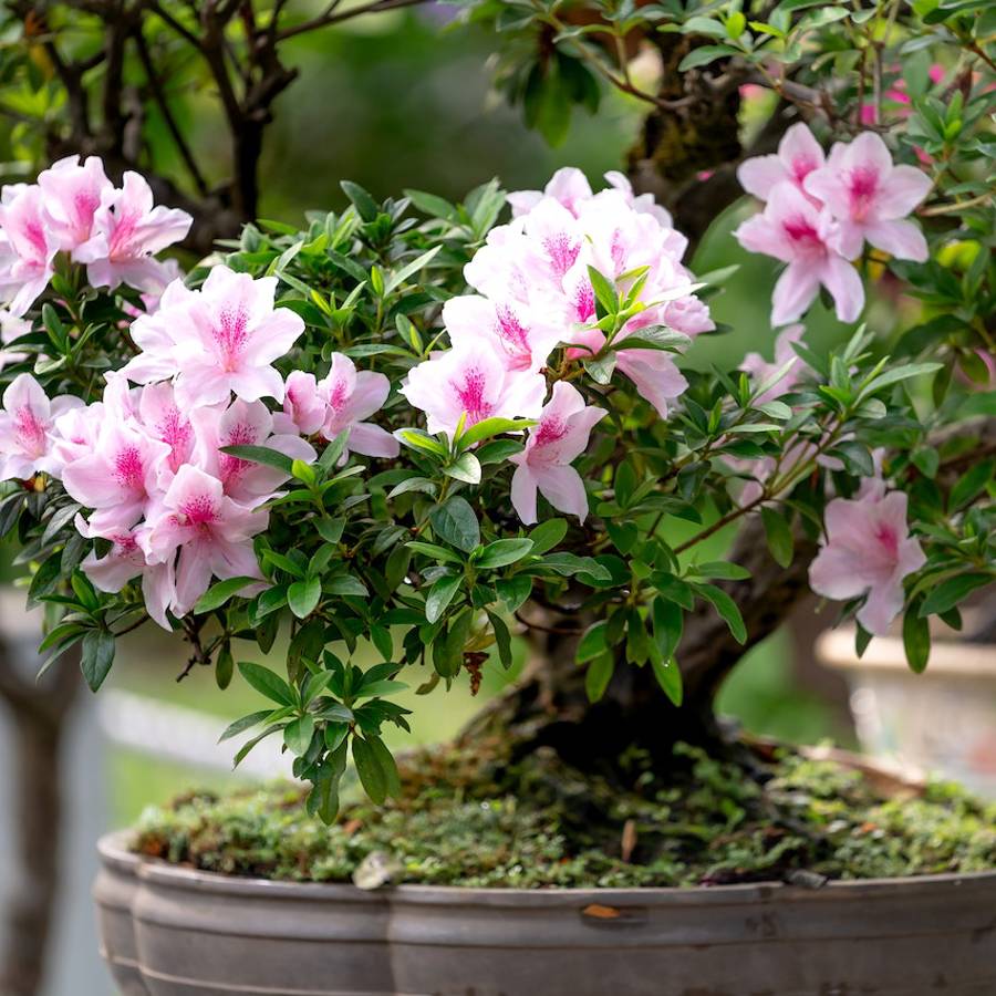 9 plantas de interior con flor que te hacen ser más feliz