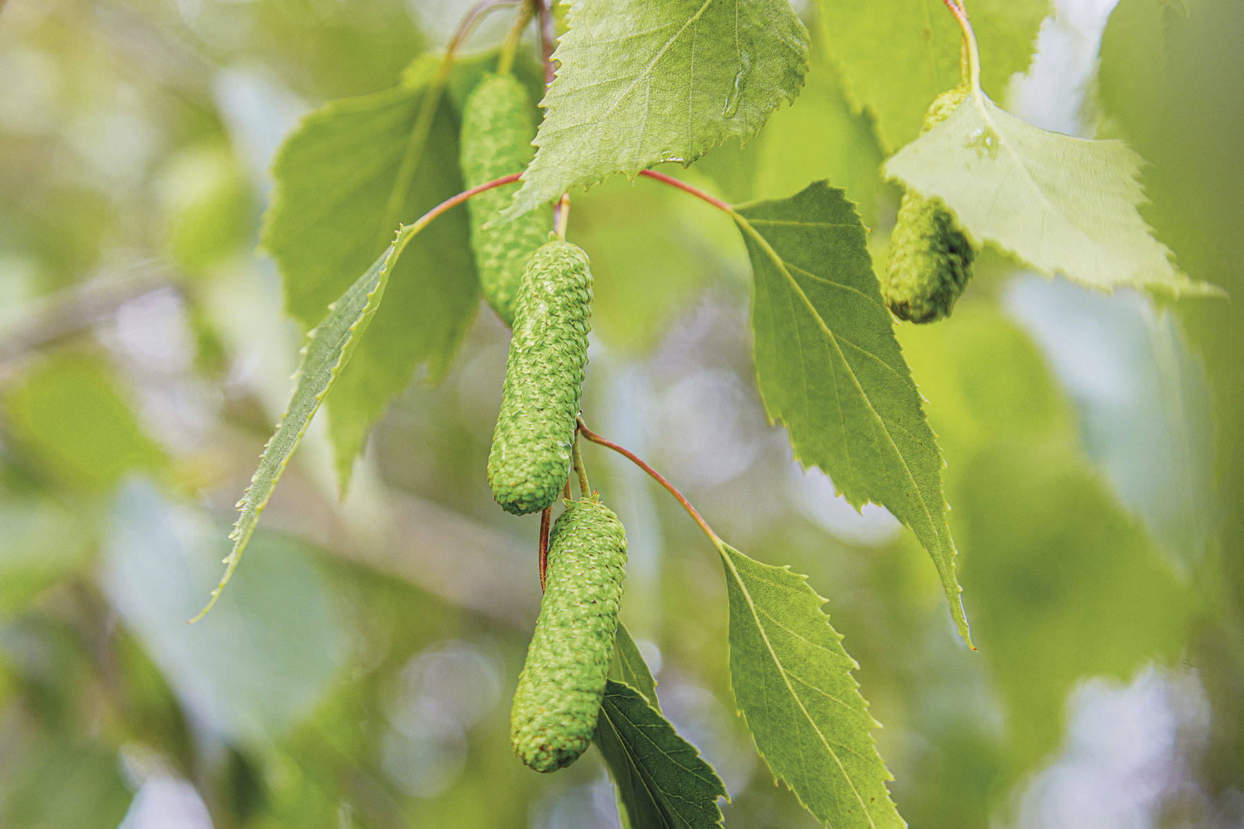 Abedul (Betula pendula)