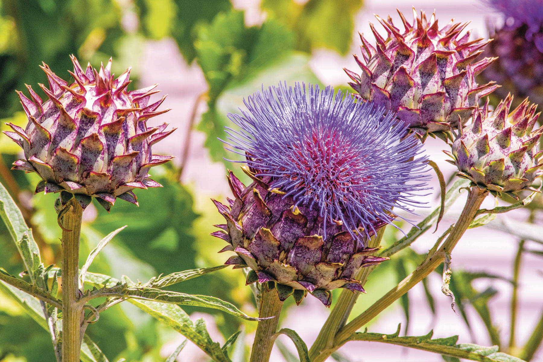 Alcachofera (Cynara scolymus)