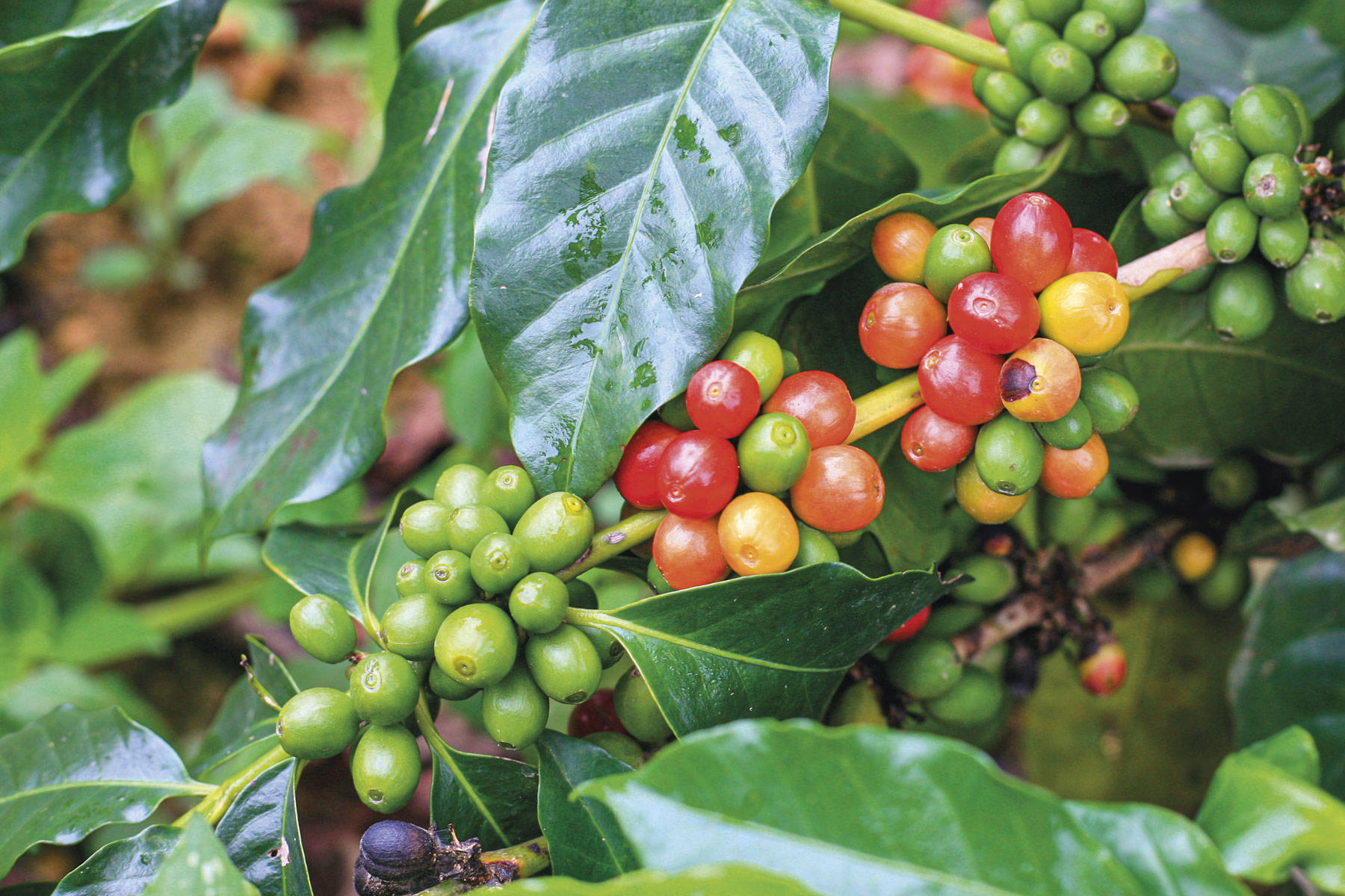 café (Coffea arabiga)