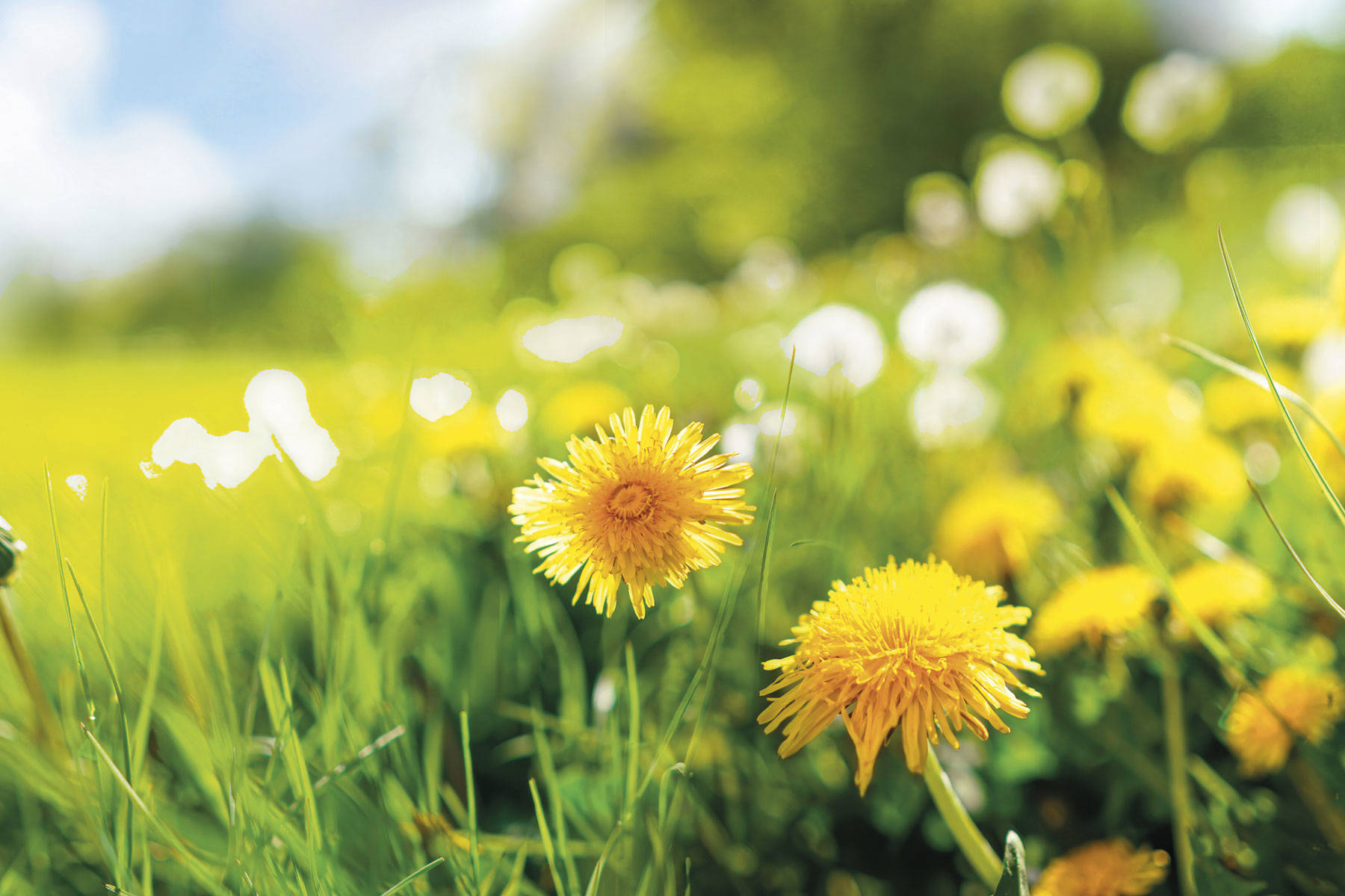 Diente de león (Taraxacum officinale)