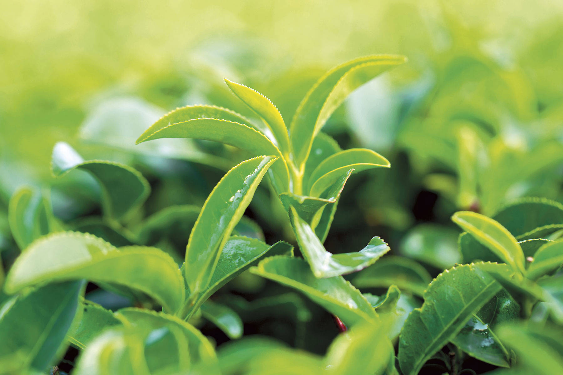 Té verde (Camelia sinensis (L.) Kuntze) 