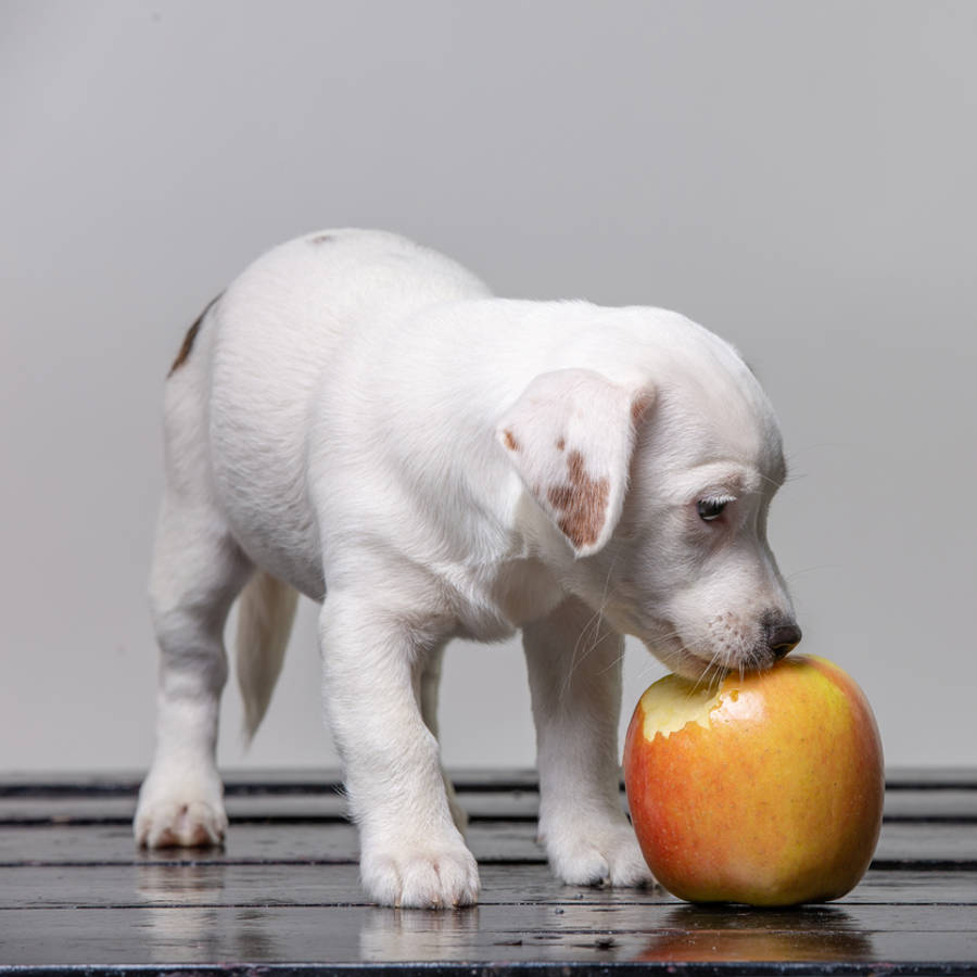 ¿Los perros pueden comer manzanas?