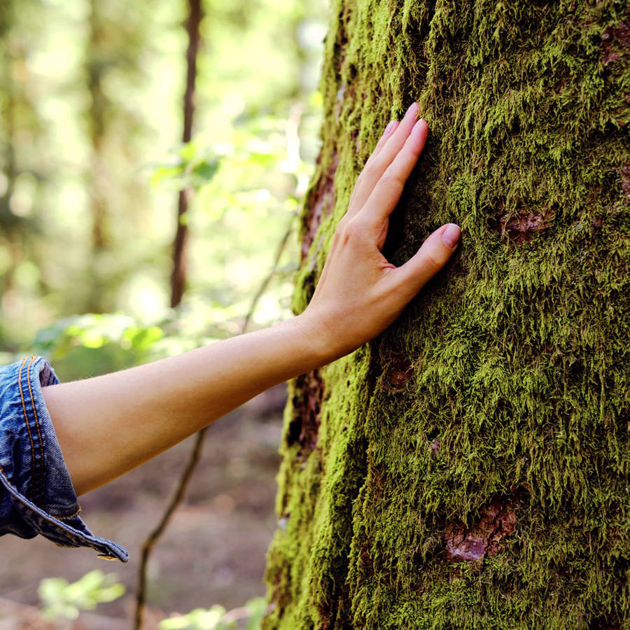 Las 7 formas más sencillas de conectar con la naturaleza 