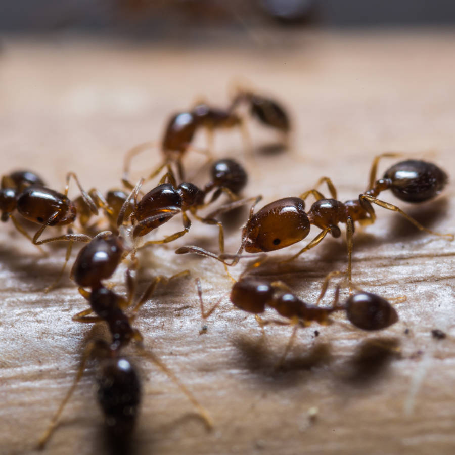 ¿Cómo es la agresiva hormiga roja o "de fuego" que llegará a España? 