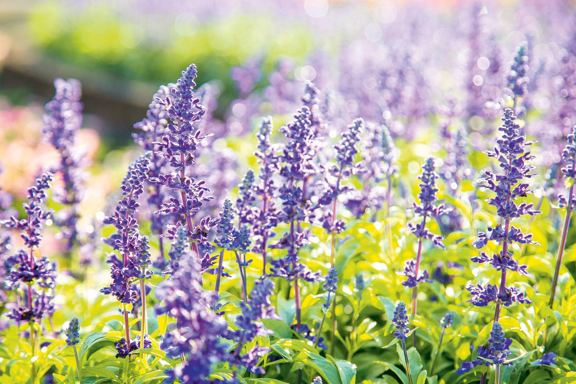 Salvia, impulso al crecimiento del cabello
