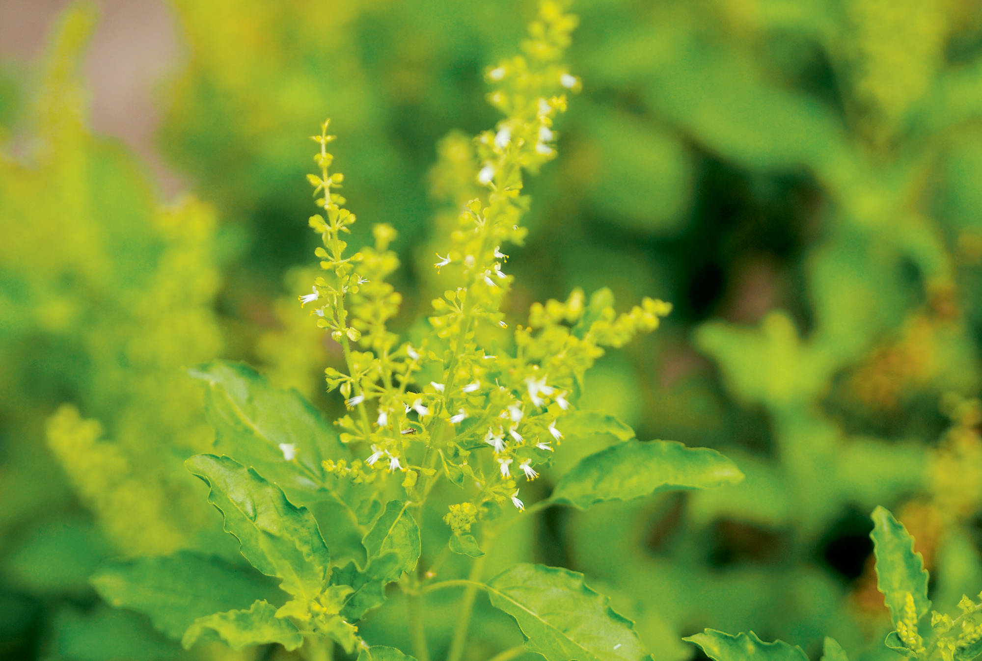 Tulsi para prevenir que se caiga el cabello