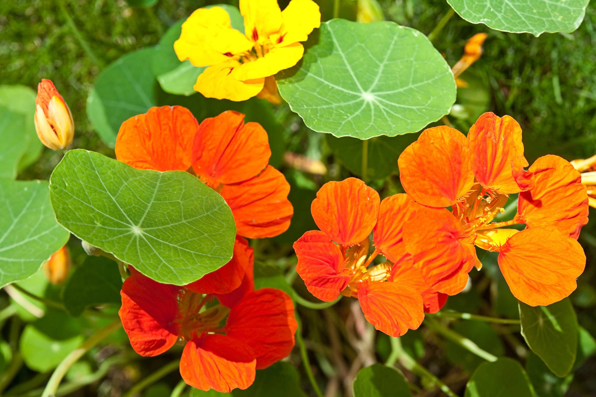 Capuchina