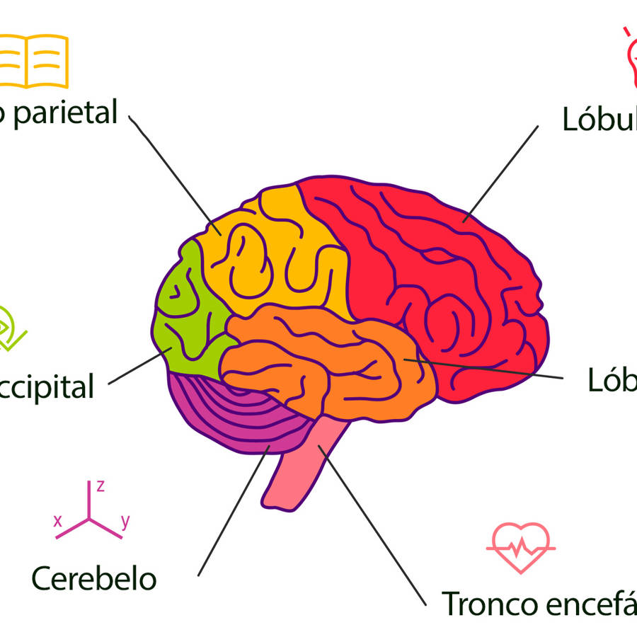 Las partes del cerebro y sus funciones