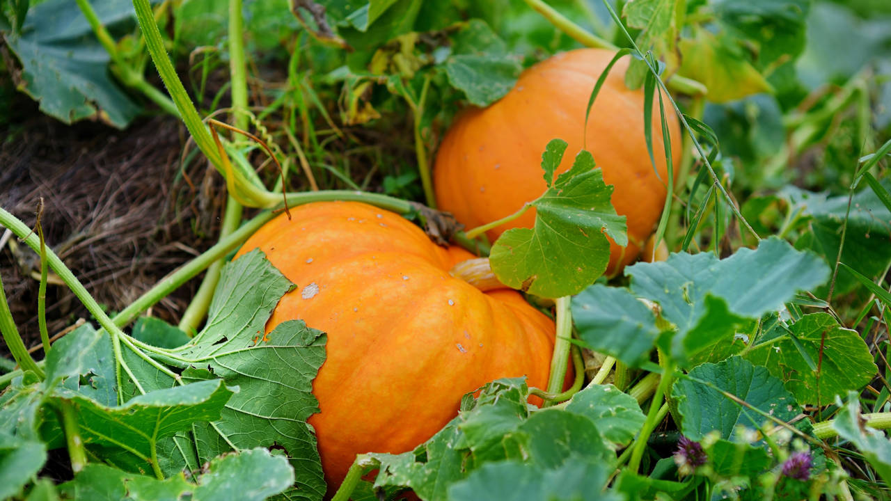calabaza